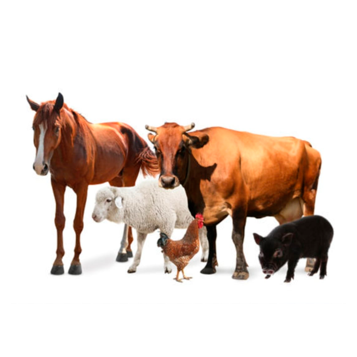 Universo Distribuciones