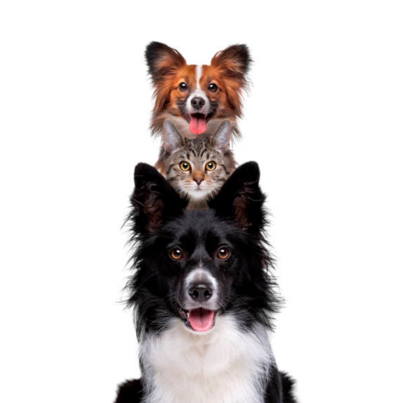 Universo Distribuciones